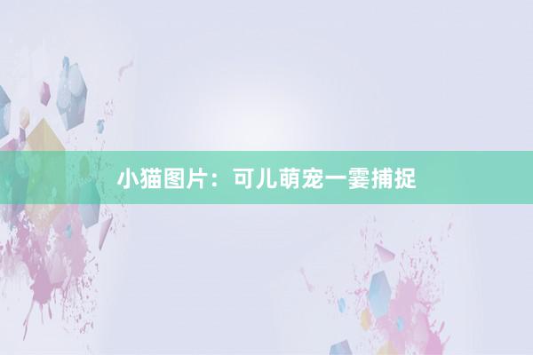 小猫图片：可儿萌宠一霎捕捉